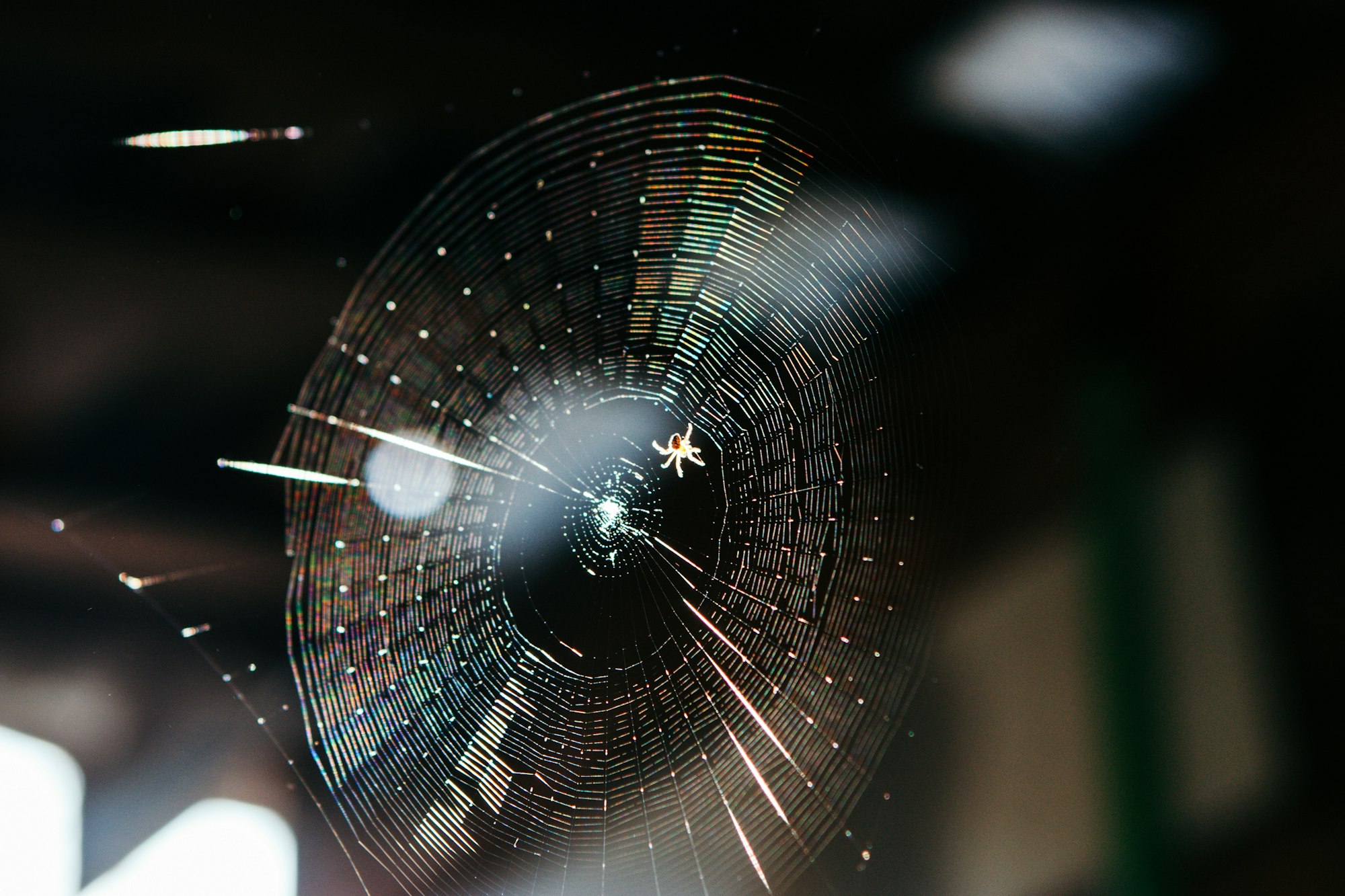 Como Crear Un Sitio En Wordpress 2 Spider making web